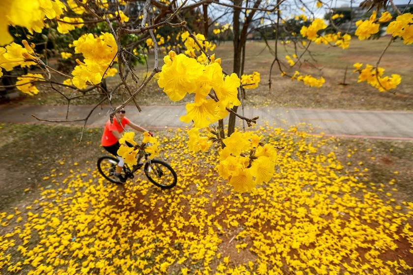 Primavera no Cerrado